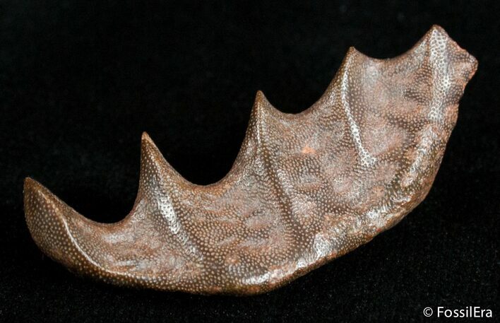 Top Quality Ceratodus Tooth Plate - Extinct Lungfish #2896